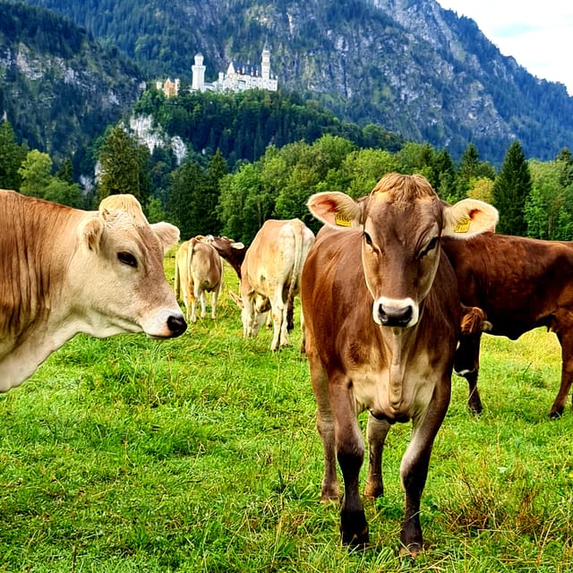 From Füssen: Neuschwanstein & Linderhof Castles Private Tour - Wieskirche in the Meadow: UNESCO Calm After the Castles