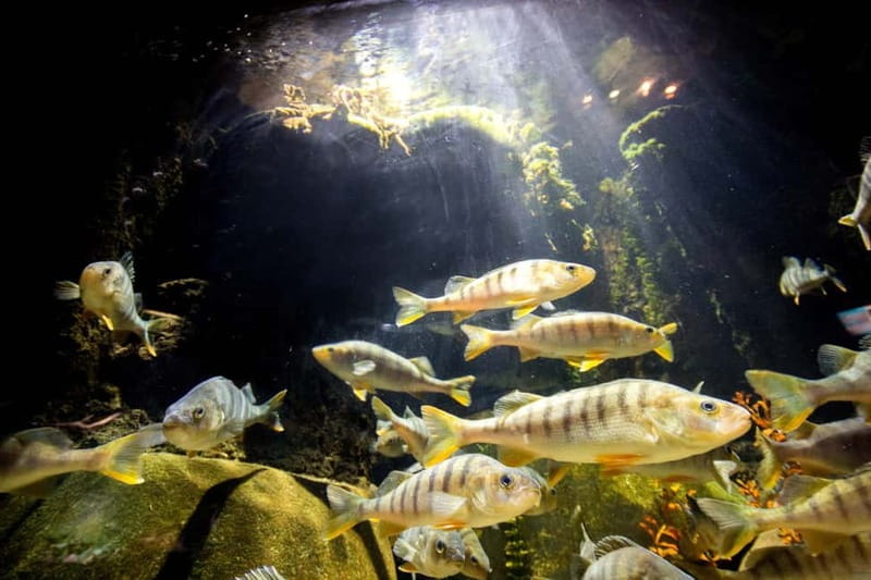 Munich: Day Ticket to Sea Life - Shark time in the glass tunnel: blacktip reef sharks and 20+ species