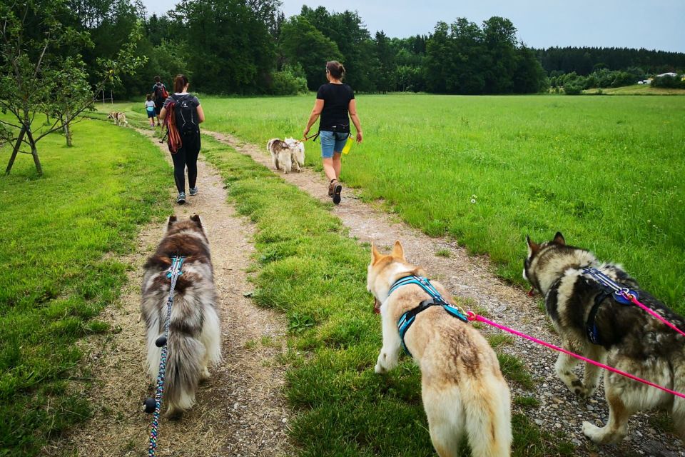 Unterallgäu: Wiedergeltingen Guided Hike with Huskies - Key things to know before you go