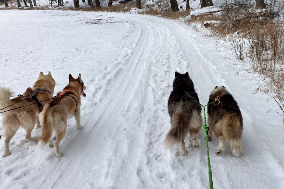Unterallgäu: Wiedergeltingen Guided Hike with Huskies - Price and value: is $77 worth 210 minutes?