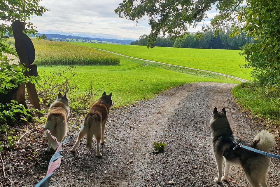 Unterallgäu: Wiedergeltingen Guided Hike with Huskies - What to bring and how to dress for Bavarian countryside air