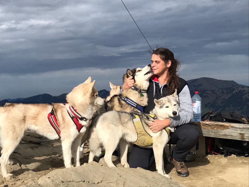 Unterallgäu: Wiedergeltingen Guided Hike with Huskies - Picking your husky and learning harness basics